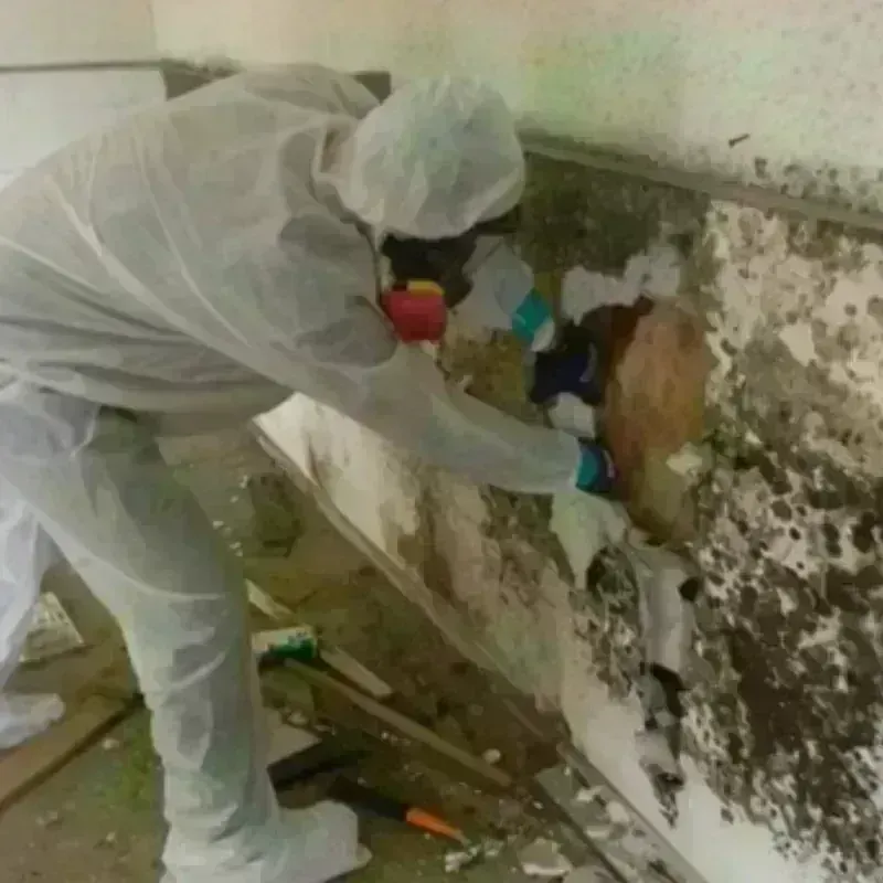 Mold Remediation and Removal in Jasper, TX